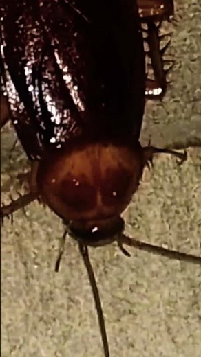 Explore Nature Now Blatodea Cucaracha Cockroach Blatodea Cucaracha 🪳🪳 Blatodea Cucaracha 🪳🪳🪳 🪳🪳🪳🪳🪳🪳🪳