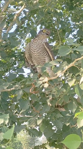 Sparrowhawk training afternoon. (Licensed Hawking) #falconry #reel #viral | Farooq Khan-Balouch