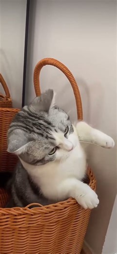 When the spot hits just right 😂 #CatBongos#CatBongos #FunnyCats #CatMemes #Shorts