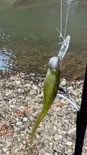 When it comes to creek fishing, smaller lures = more bites. ZMan 1/16 oz Chatterbait Flashback Mini. #creekfishingadventures #chatterbaits #smalllures | Creek Fishing Adventures