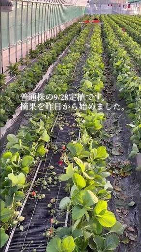 あまおう摘果していて花粉が落ちるので、マルハナバチ入れました。