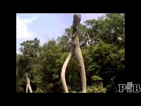 the "Fresno Nightcrawler" video