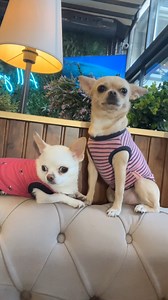 220K views · 12K reactions | What did the hazelnut do? | Murat Noyan | Facebook