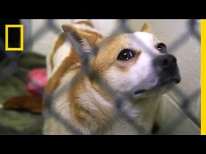 Pups Rescued From Dog Meat Farm Need Adoption | National Geographic