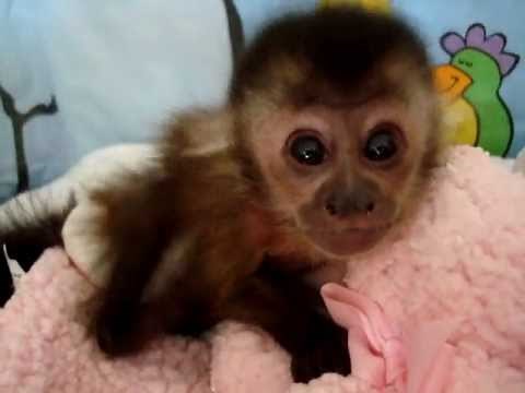 baby monkey cam