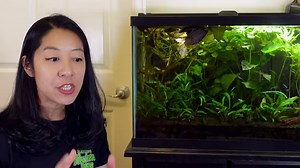 How to Slow Aquarium Water Flow for Betta Fish & Baby Fry