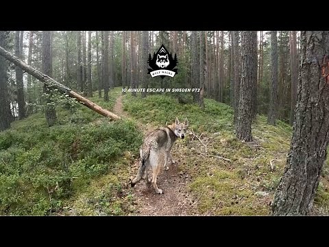 Wolf Walks in the Swedish Forest: Part 2 | Another 10-Minute Escape into the Wilderness