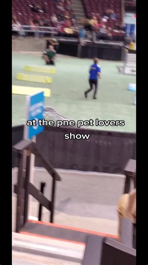 Gizmo, Greta and Mikey 🇨🇦 (@floofygremlins)’s videos with original sound - ™️