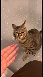 9.8K views · 191 reactions | Tabby cats are not a specific breed but...