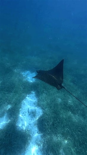 Snorkeling Adventure at the Belize Barrier Reef