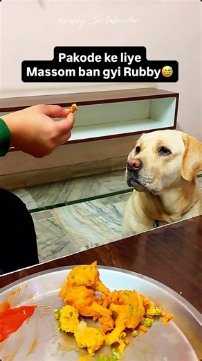 Rajat K Sharma on Instagram: "Pakoda Lover Rubi😅 . . . #dog #labrador"