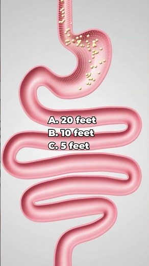 What is the length of the small intestine?