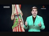 Dorsalis Pedis Artery • Video • MEDtube.net