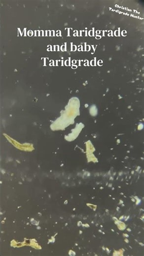 Momma Tardigrade and Baby Tardigrade #science #microscope #microscopy #education #Cool #tardigrade