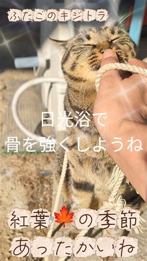 猫好き必見！ロープでゴロゴロが止まらない #猫 #癒し動画 #catlife