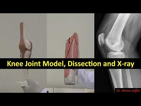 Anatomy of the knee joint