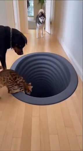 Animals and optical illusions 😂🐾 Video for entertainment