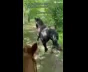 1.9K views | West Tennessee Auction Barn on Reels | Facebook