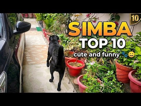 Top 10 Simba Moments: Cute And Funny 🐾😄