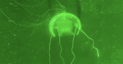 China builds lifelike robotic jellyfish for silent underwater observation