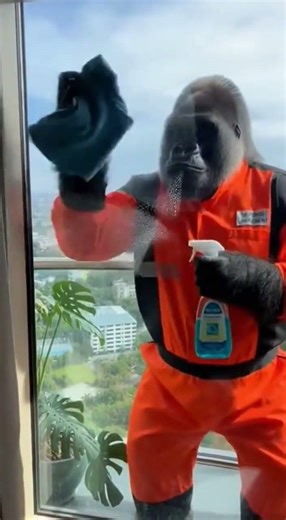 He’s The Best Window Washer In The World! 🏆 #shorts # #funnyanimals #viral