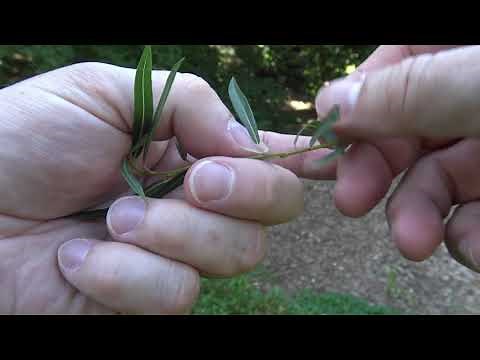 Identifying willow