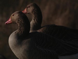 L'oie cendrée | Lumni Enseignement