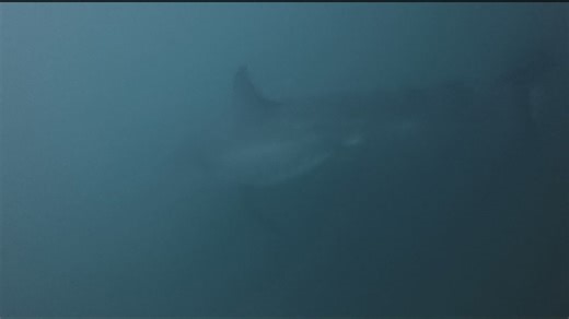 Spearfisherman comes face to face with great white shark off Oregon Coast