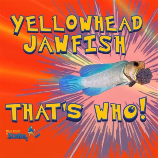 Introducing the Yellowhead Jawfish (Opistognathus aurifrons)! Inhabiting sandy areas near coral reefs in the Caribbean and western Atlantic, this species is notable for its burrowing behavior and vibrant yellow head. Males are mouthbrooders, carrying fertilized eggs in their mouths until they hatch, ensuring the safety of their offspring. Have you ever seen one in person? | Dive Right In Scuba | Facebook