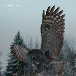 Swoop, there it is! 🦉🦉🦉 After a sneak attack, the great gray owl swallows its prey whole 😳 #AmericasNationalParks | National Geographic Animals