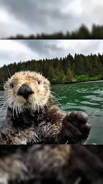 Sea Otter Crunch Mode: Shell-Smashing Seafood Feast! #Shorts