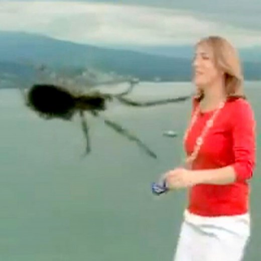 Weather Reporter Freaks Out Over Giant Spider—Watch the Hilarious Video!