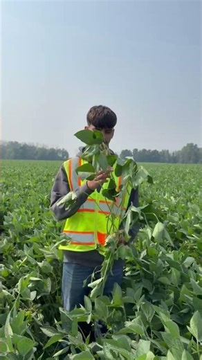 Staging a soybean plant in the R5 growth stage (reproductive growth stage 5)
