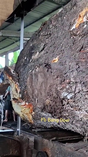 Big Pin Oak Milled at the Sawmill: A Woodworker's Delight