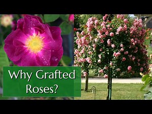 Grafted Roses and Rootstock