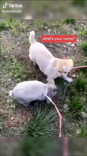 Dog v.s. rabbit#cuteanimal #cutepet #fyp #foryou