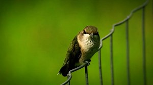 Hummingbird, Bird, Animal. Free Stock Video