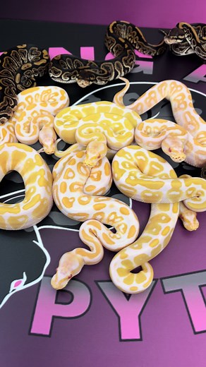 Black Pastel Albino Clutch Shed Out - Snake Breeder Showcase
