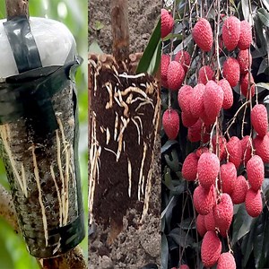 378K views · 3.6K reactions | How to grafting Lychee tree at home (100% successful) | Rana Craft | Facebook