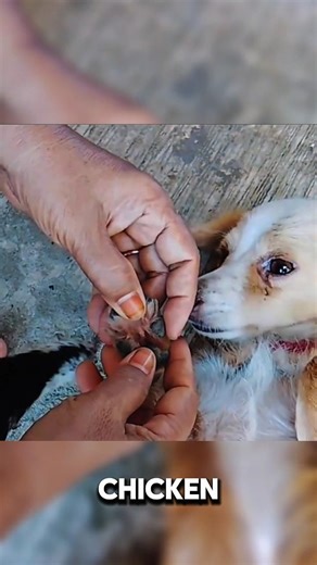 The Weirdest Animal Friendship Ever? 😂#shorts
