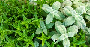 Types of Mint: 20 Mint Varieties to Grow At Home