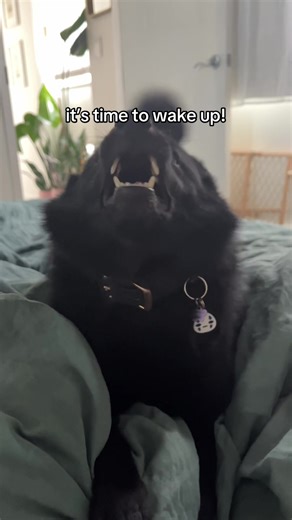 Mochi Mornings: Schipperke Funny Dog Videos
