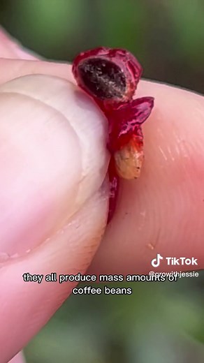 Unveiling the Truth: Coffee Beans and the Coffea Plant