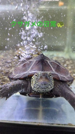 毎日動画 (65)クサガメのまめ🫛#turtle #クサガメ