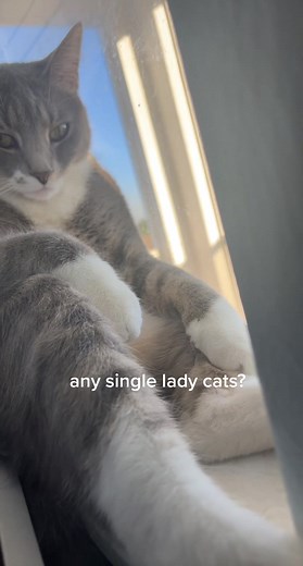 Cat Rizz: Hilarious Single Cat Lady Meme Compilation