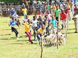 Livestock breeding programme bearing fruit