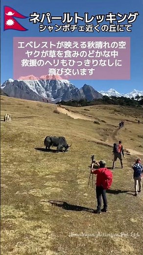 絶景！🇳🇵ネパールトレッキング｜エベレストが映える秋晴れの空｜シャンボチェの丘で草を食むヤク│Nice View! Nepal Trekking in syangboche, Everest