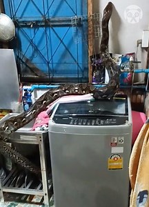 Family finds giant python slithering in the kitchen | Bored Panda Animals