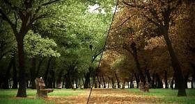 Getting Started with the Forest Color map