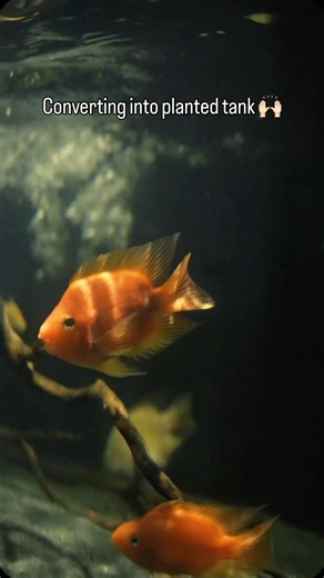 Aqua Design | Converting this masterpiece into outdoor planted tank. Follow For Part 2 . #plantedtank #aquascaping #aquarium #aquadesign #aquascape | Instagram